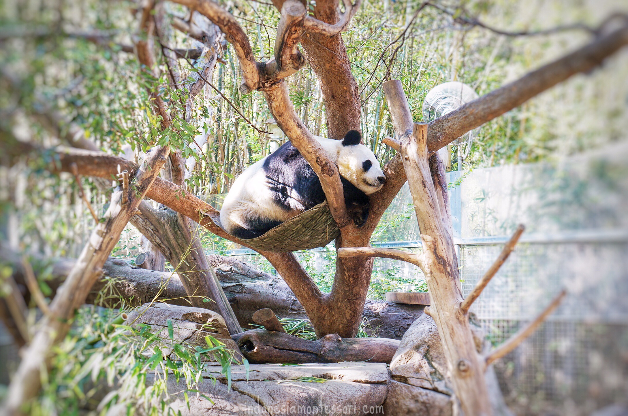 giant panda san diego zoo