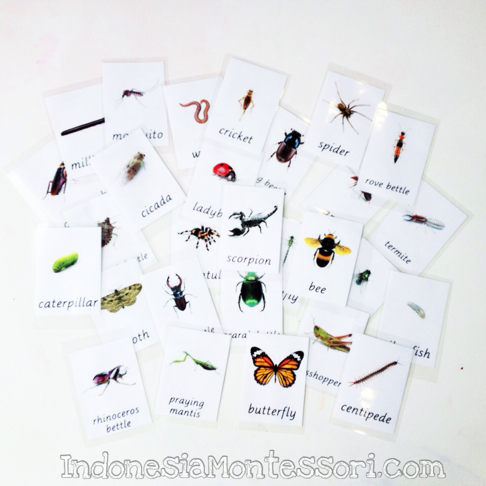 printable serangga kartu belajar gratis